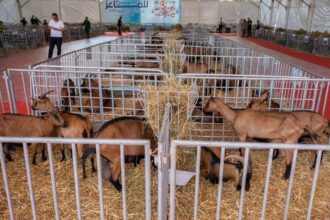 À Chefchaouen, Ahmed El Bouari inaugure la 15ᵉ foire régionale des caprins