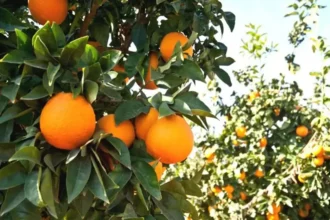 Agrumes : la production menacée par la vague de chaleur, au moins 10% de perte attendue