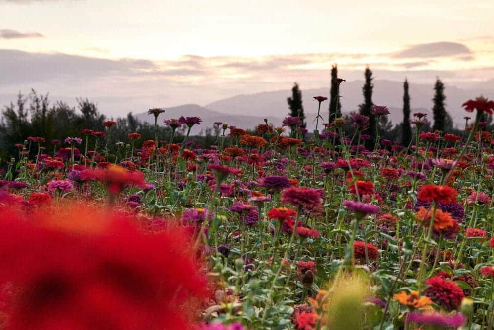 Les jardins collectifs de l'Ourika : havre de biodiversité et d'émancipation signé Yves Saint Laurent Beauté