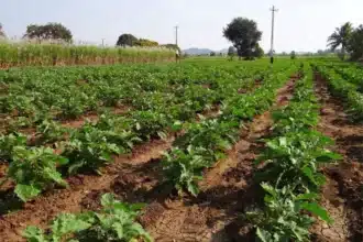 À Casablanca-Settat, recours intense à l’irrigation du maraîchage face à la chaleur excessive