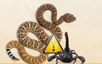 Au Maroc, 25.000 piqûres de scorpions et 250 morsures de serpents chaque année