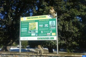 Tourisme vert : le parc d’Ifrane attire les TPME avec un plan à 734 MDH