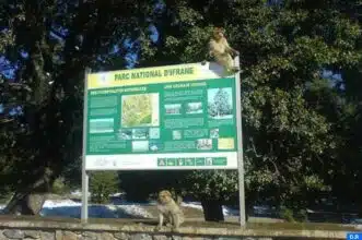Tourisme vert : le parc d’Ifrane attire les TPME avec un plan à 734 MDH