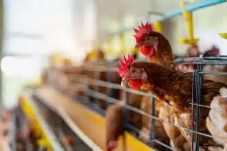 Le poulet s’envole à 32 DH le kilo sous l’effet des fortes chaleurs