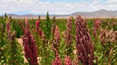 Le quinoa à Larache avec Al Moutmir : un rendement exceptionnel de 25 quintaux/ha