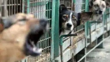 Chiens errants. Sécurité, santé, éthique... le Maroc légifère