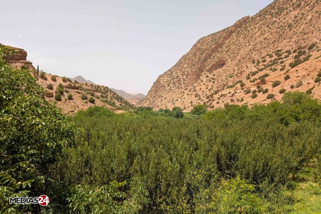 Reportage. Médias24 à Aït Bouguemez, l’agriculture face à l’enjeu de la durabilité (3/4)