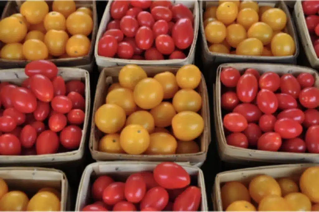 Horticulture. Le projet maroco-néerlandais Callystar fait ses preuves avec sa première exportation de tomates cerises
