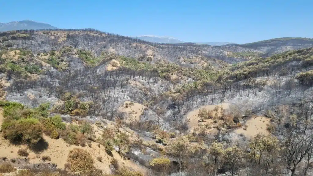 Chefchaouen l’incendie de la forêt Derdara maîtrisé
