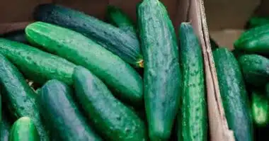 Les exportations marocaines de concombres vers le Royaume-Uni atteignent 8,44 millions de kilos en 2024, en hausse de 680 % depuis 2015
