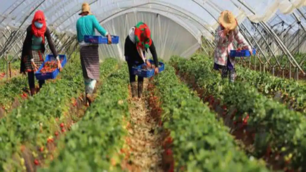 la production marocaine de fruits rouges, un secteur en croissance qui sera discuté au 33ᵉ Séminaire international de Tanger.