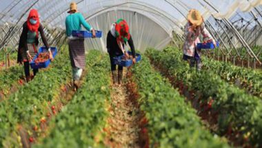 Fruits rouges : le 38ᵉ Séminaire international prévu le 10 septembre à Tanger