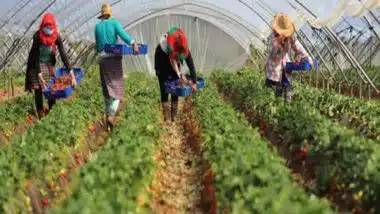 Fruits rouges : le 38ᵉ Séminaire international prévu le 10 septembre à Tanger