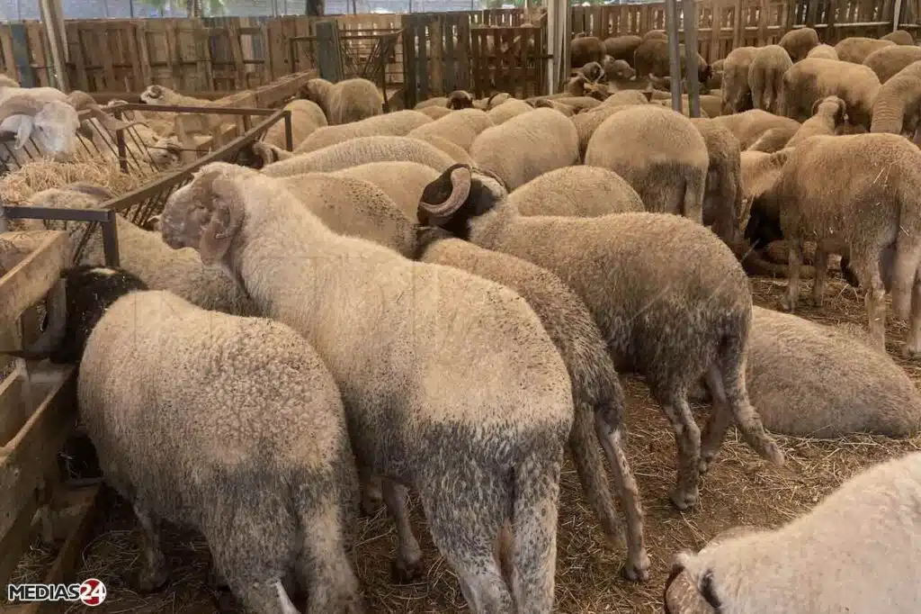 résultats du recensement du cheptel national.