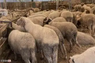 Recensement du cheptel national : plus de 32,8 millions de têtes comptabilisées dont 23 millions d'ovins