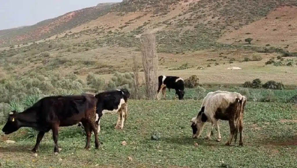Importation de vaches destinées à l’abattage au Maroc