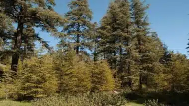 La forêt de Bouskoura bientôt dotée d'un schéma d’aménagement récréatif