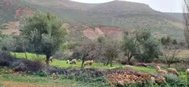Terres de parcours : le retour spectaculaire du couvert végétal relance l’activité pastorale