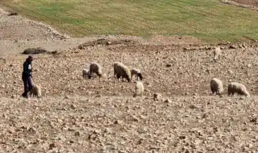 Une opération d’ensemencement en préparation pour régénérer les parcours