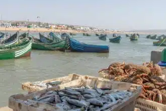 Le mystère de la sardine. Pourquoi ce poisson déserte-t-il nos côtes atlantiques ?