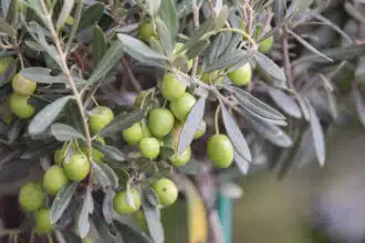 Campagne oléicole : vers une récolte abondante et des prix de l’huile d’olive en baisse