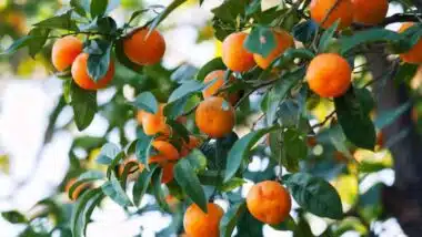 Agrumes : &ldquo;Le volume d'export dépendra en premier lieu des prix à l’intérieur&rdquo; (source professionnelle)