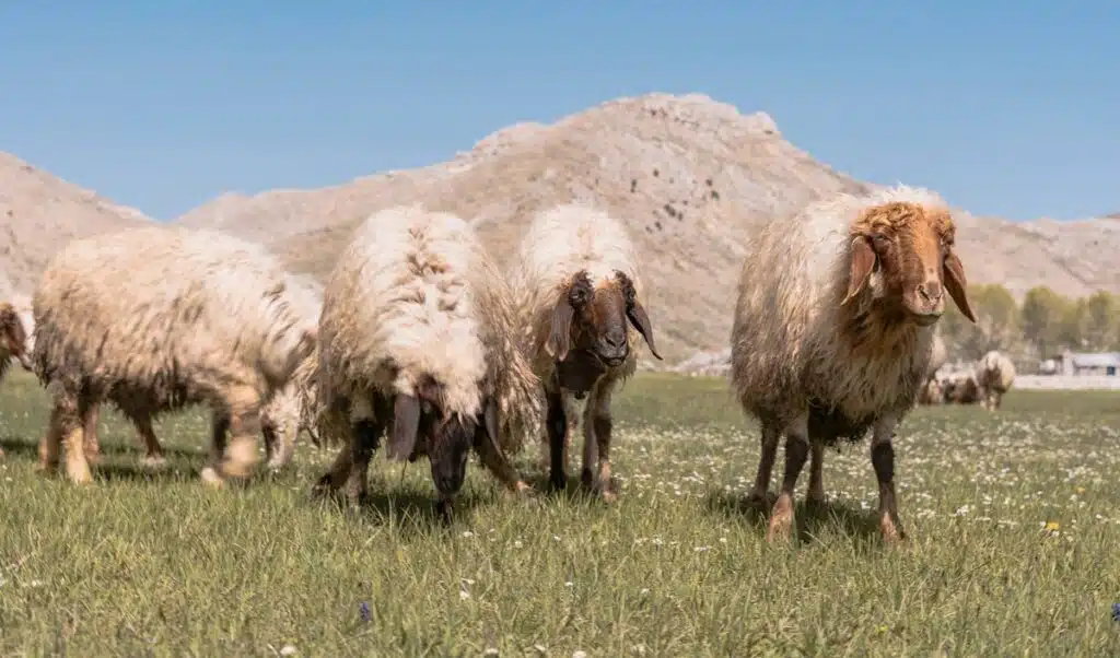 Levée de l’interdiction de l’abattage des femelles ovines et caprines