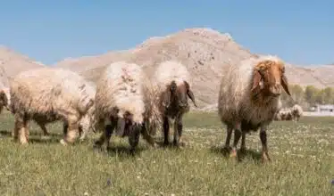 Levée de l’interdiction de l’abattage des femelles ovines et caprines
