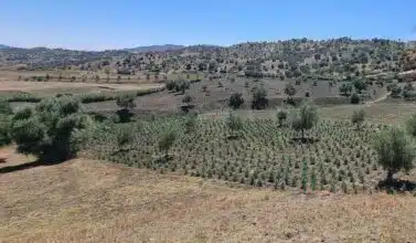 Cannabis licite : une nouvelle dynamique de développement à Chefchaouen et Al Hoceima