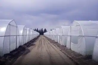 Liquidation de Soprofel : une des fermes de Puech à Dakhla reprise par un ancien ministre