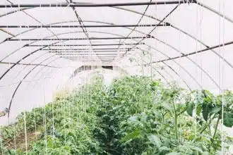 Bouhdoud et les 200 hectares à Dakhla : comment l’ex-ministre a remporté la ferme des Puech