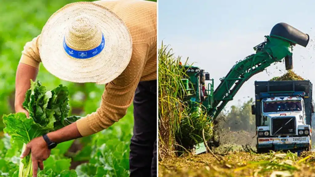 Campagne sucrière 2025/2026 : Cosumar vise près du double des superficies cultivées