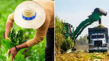 Campagne sucrière 2025-2026 : Cosumar vise près du double des superficies cultivées