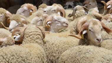Aïd Al-Adha : tour d’horizon des prix des moutons à Casablanca