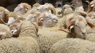 Soutien aux éleveurs : voici les montants des aides et le calendrier de déploiement