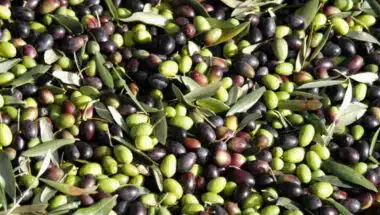 Vers une production de 2 millions de tonnes d'olives en 2025, les prix devraient baisser