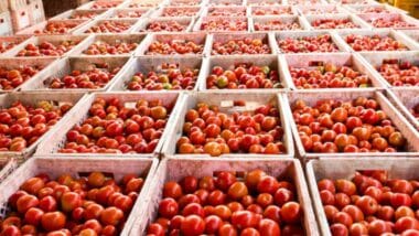 Les producteurs marocains dénoncent une “fausse alerte sanitaire” sur les tomates exportées vers l’UE