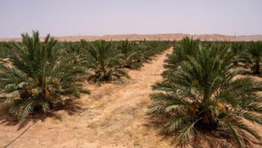 L’INRA s'engage au programme national de plantation de 5 millions de palmiers dattiers