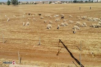 Campagne agricole 2025-2026 : des conditions climatiques tendues, seuls 8% des besoins en irrigation couverts