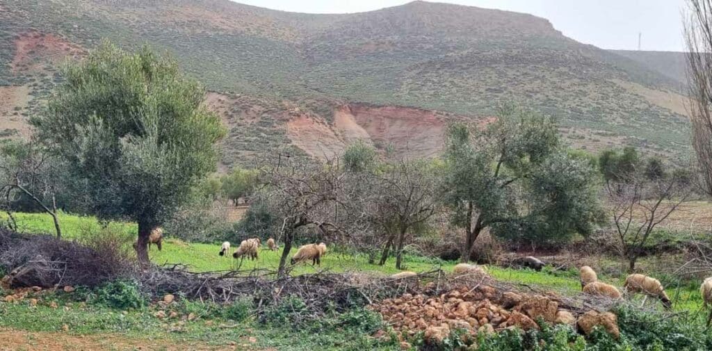 Versement du soutien aux éleveurs au Maroc : 1,45 Md DH au 10 novembre 2025