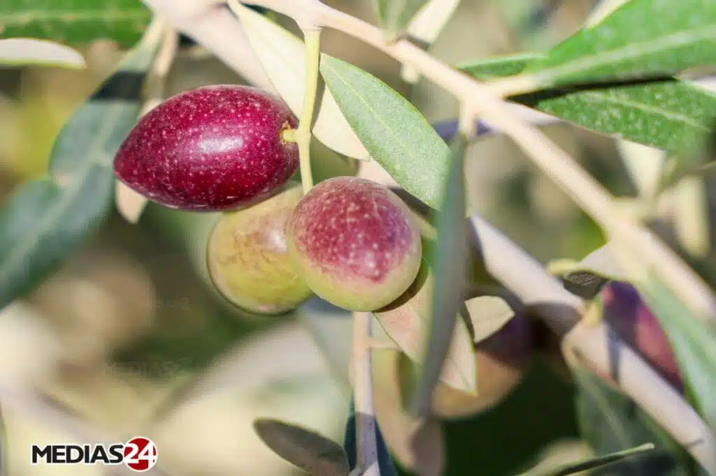 Reportage. La cueillette, une étape cruciale dans la production d’huile d’olive (1/3)
