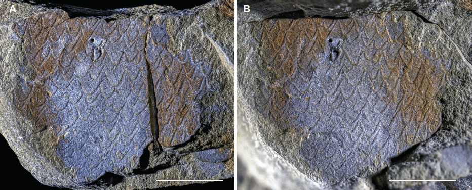 Des fossiles marocains repoussent l’évolution des scorpions de mer de 15 millions d’années