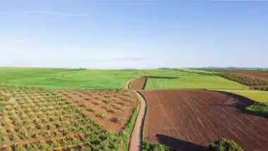Campagne agricole 2025-2026 : plus de 4 millions d’hectares prévus en céréales et légumineuses