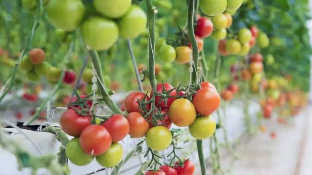 Primeurs : une saison hivernale sous tension face à la baisse des volumes attendue