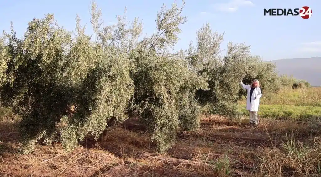 Kaoutar El Fazazi de l’INRA présentant des variétés d’oliviers Mechket et Tassaoute, productives en 3 ans et résistantes à la sécheresse au Maroc