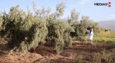 &ldquo;Des oliviers productifs en trois ans, c'est un atout majeur&rdquo;, Kaoutar El Fazazi (INRA) (3/3)