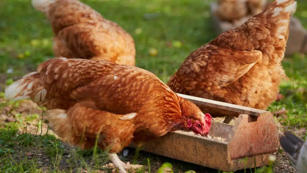 Volaille : les contributions professionnelles révisées, sans effet attendu sur les prix