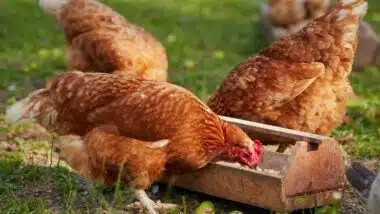 Volaille : les contributions professionnelles révisées, sans effet attendu sur les prix