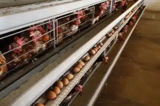 Aviculture : cinq acteurs perquisitionnés par le Conseil de la concurrence