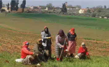 Ouvrières agricoles : la revue &ldquo;Alternatives Rurales&rdquo; met en lumière leur précarité